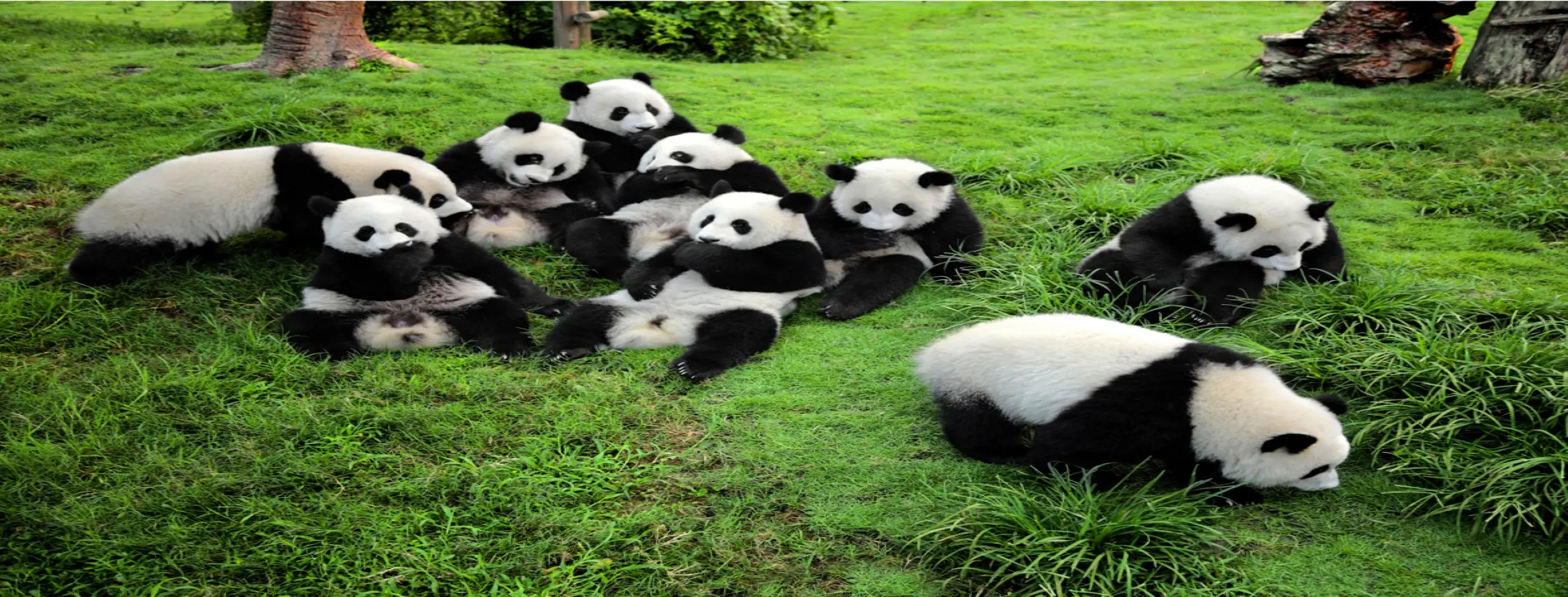 Image for Panda Sanctuary